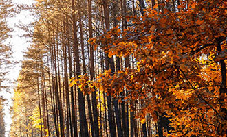 ks粉丝业务最低价(快手如何快速获得100赞)